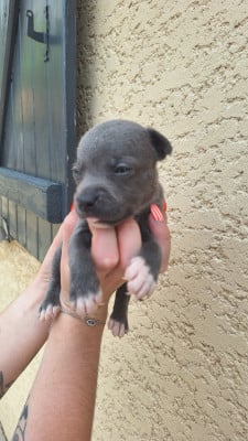 Les chiots de Staffordshire Bull Terrier