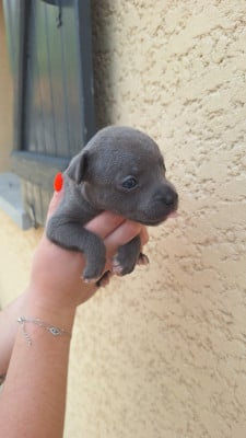 Les chiots de Staffordshire Bull Terrier
