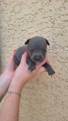 Les chiots de Staffordshire Bull Terrier