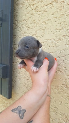Les chiots de Staffordshire Bull Terrier