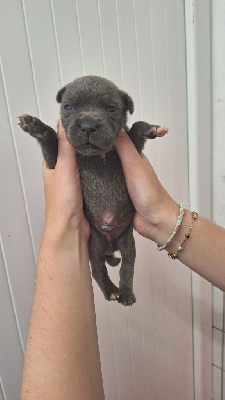 Les chiots de Staffordshire Bull Terrier