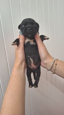 Les chiots de Staffordshire Bull Terrier