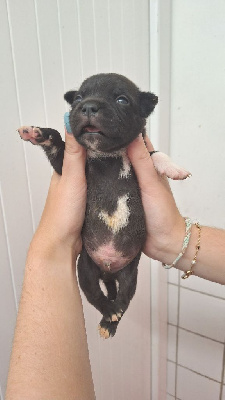 Les chiots de Staffordshire Bull Terrier