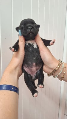 Les chiots de Staffordshire Bull Terrier