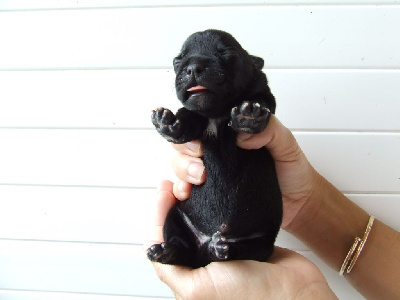 Les chiots de Staffordshire Bull Terrier