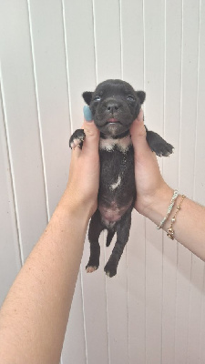 Les chiots de Staffordshire Bull Terrier