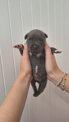Les chiots de Staffordshire Bull Terrier