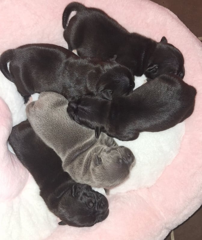 Staffordshire Bull Terrier - Woody's Original