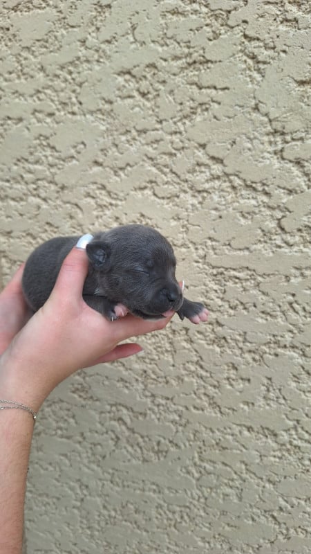 Staffordshire Bull Terrier - Woody's Original