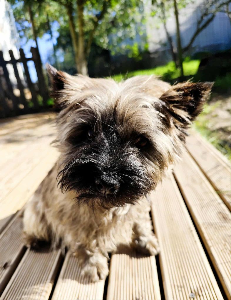 Une fleur de jasmin de Cosédia