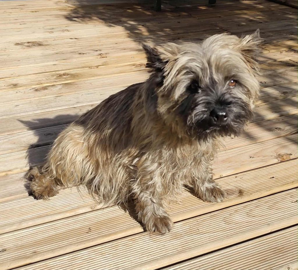 Une fleur de jasmin de Cosédia