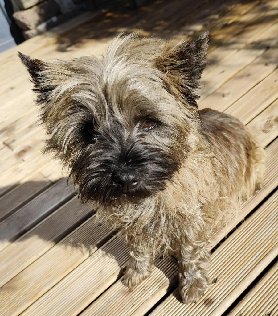 Une fleur de jasmin de Cosédia