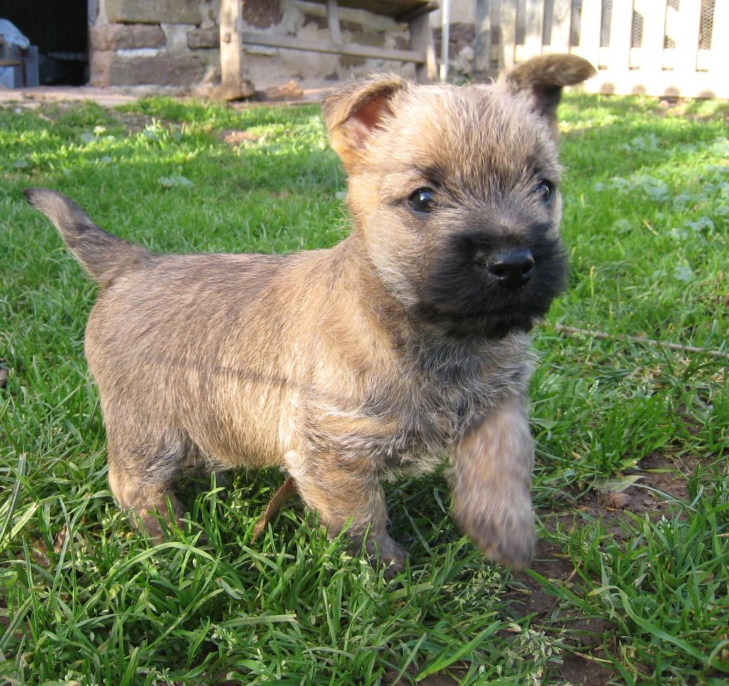 Chiot - Elevage de Cosédia - eleveur de chiens Cairn Terrier