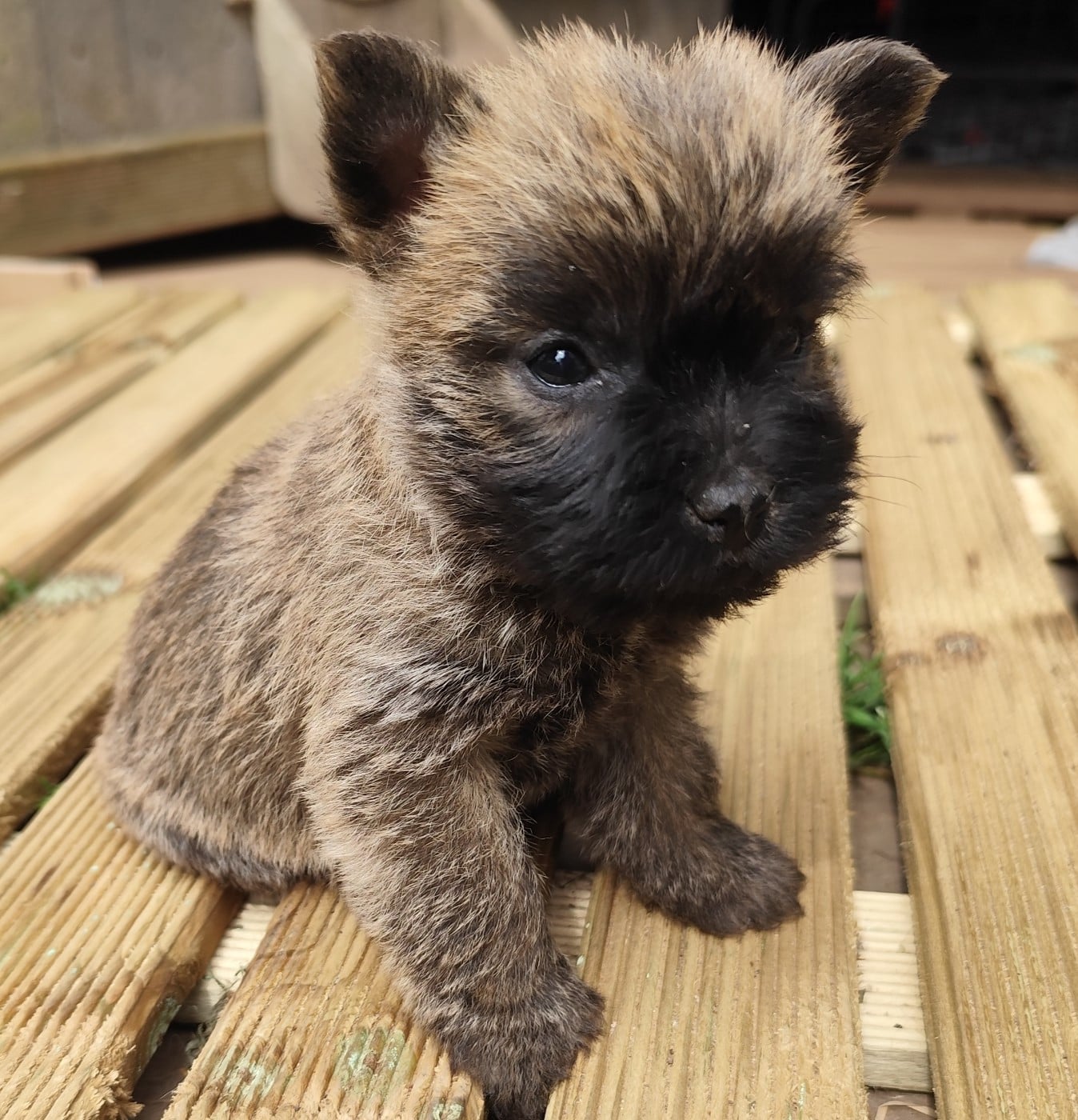 Cairn Terrier - de Cosédia