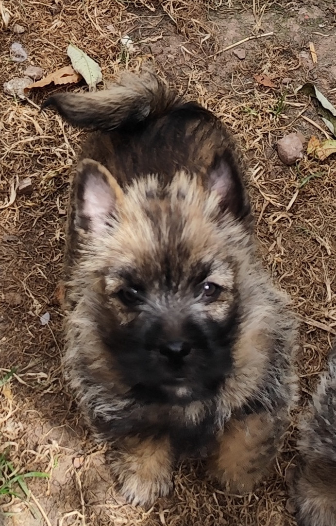 Bertille