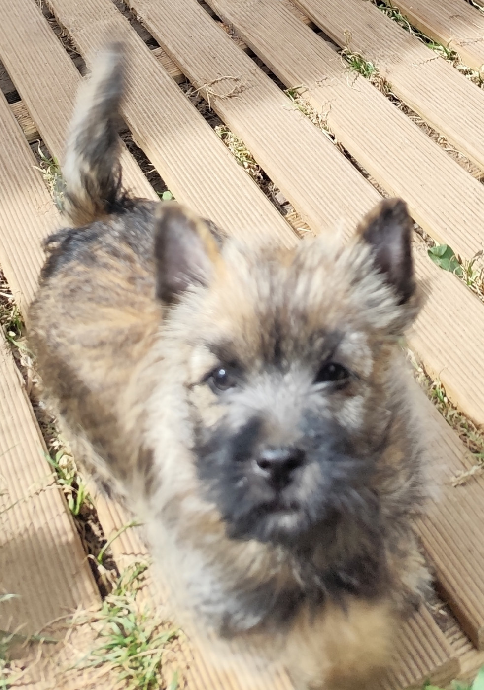 Bertille