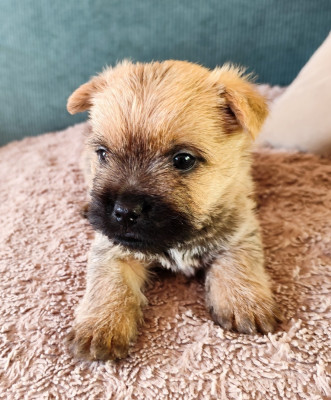 Les chiots de Cairn Terrier