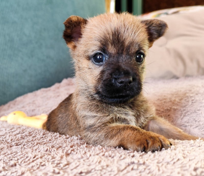 Les chiots de Cairn Terrier