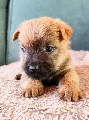 Les chiots de Cairn Terrier