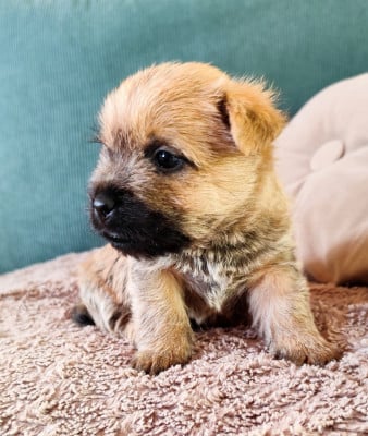 Les chiots de Cairn Terrier