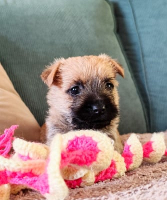 Les chiots de Cairn Terrier