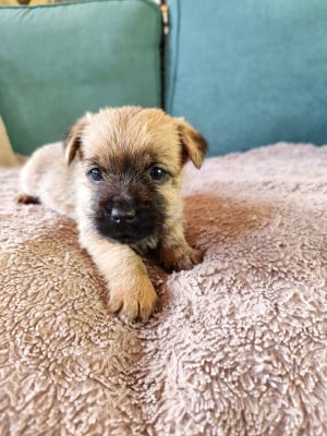 Les chiots de Cairn Terrier