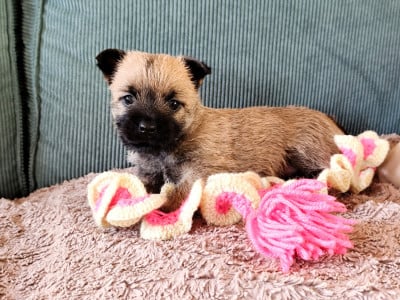 Les chiots de Cairn Terrier