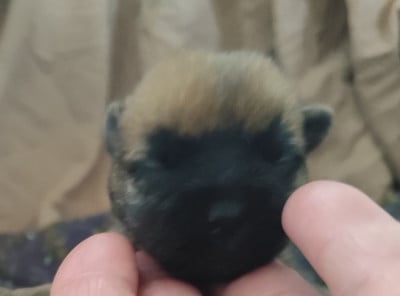 Les chiots de Cairn Terrier