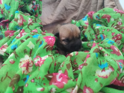 Les chiots de Cairn Terrier