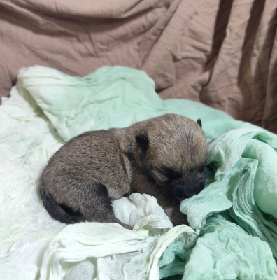Les chiots de Cairn Terrier