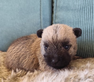 Les chiots de Cairn Terrier