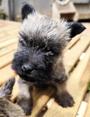Les chiots de Cairn Terrier
