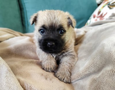 Les chiots de Cairn Terrier