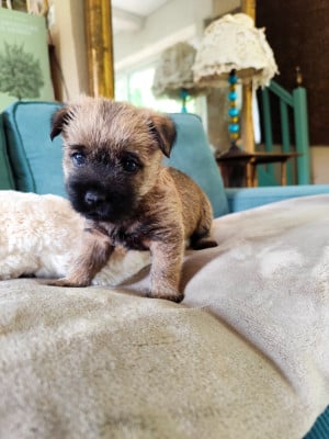 Les chiots de Cairn Terrier