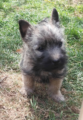 Les chiots de Cairn Terrier
