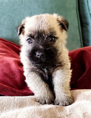 Les chiots de Cairn Terrier
