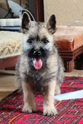 Les chiots de Cairn Terrier