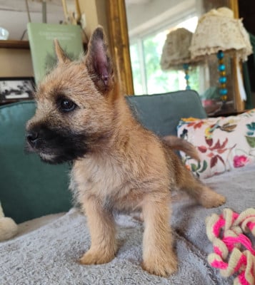 Les chiots de Cairn Terrier