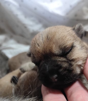 Les chiots de Cairn Terrier