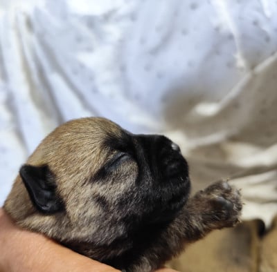 Les chiots de Cairn Terrier