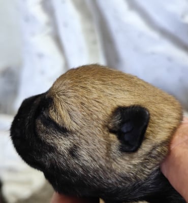 Les chiots de Cairn Terrier