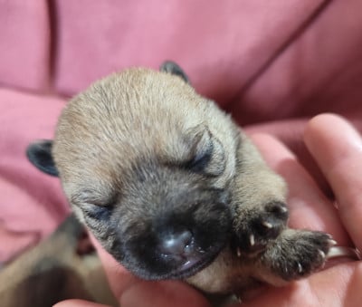 Les chiots de Cairn Terrier
