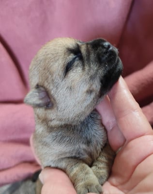 Les chiots de Cairn Terrier