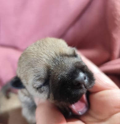 Les chiots de Cairn Terrier