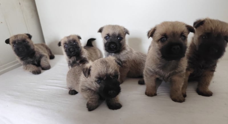 Cairn Terrier - de Cosédia