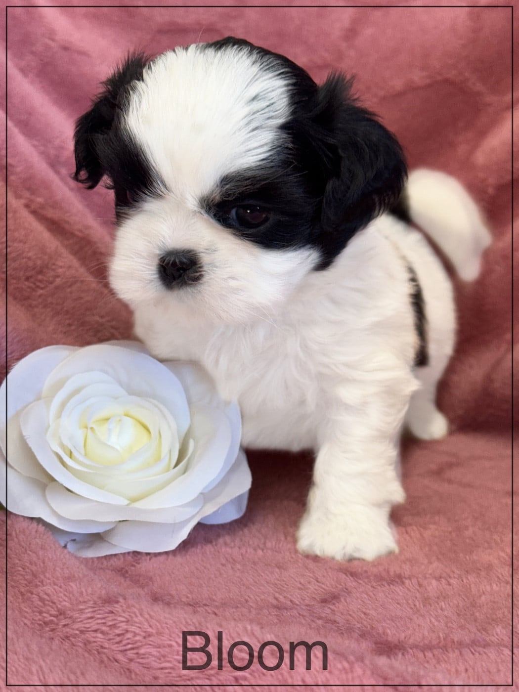 Shih Tzu - of Kieu Temple