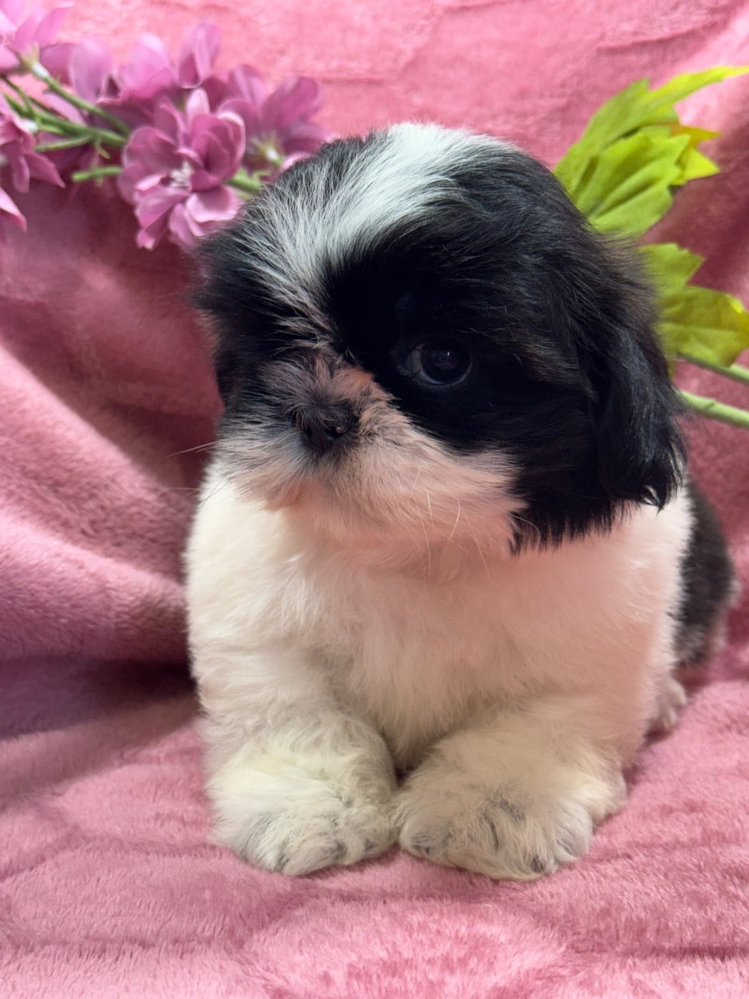 BONITA