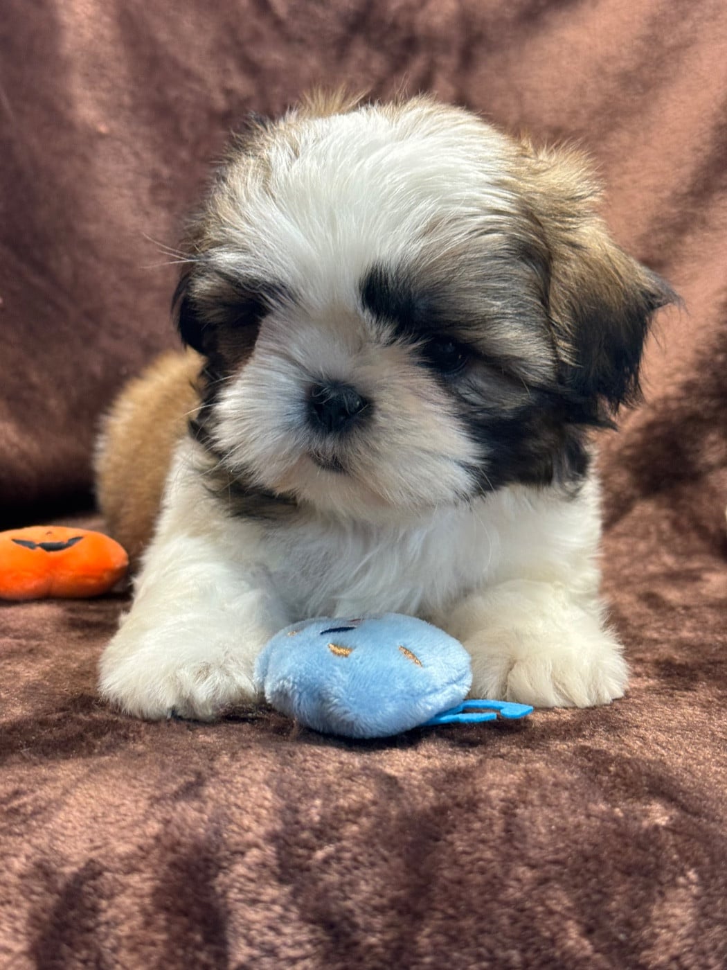 BRITA - Shih Tzu