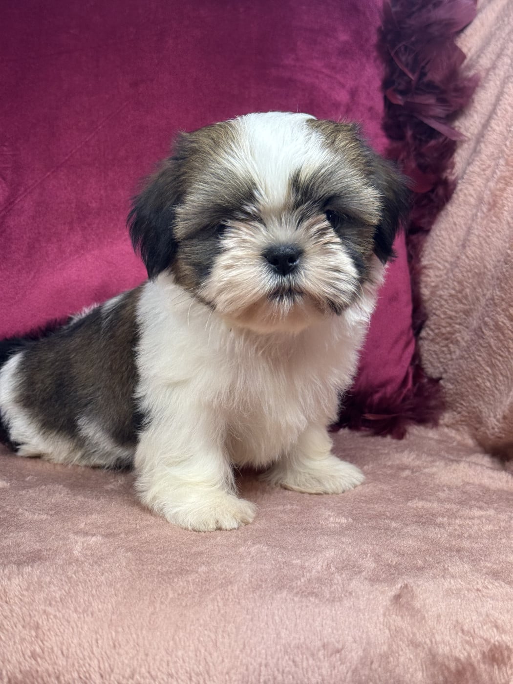 Shih Tzu - of Kieu Temple