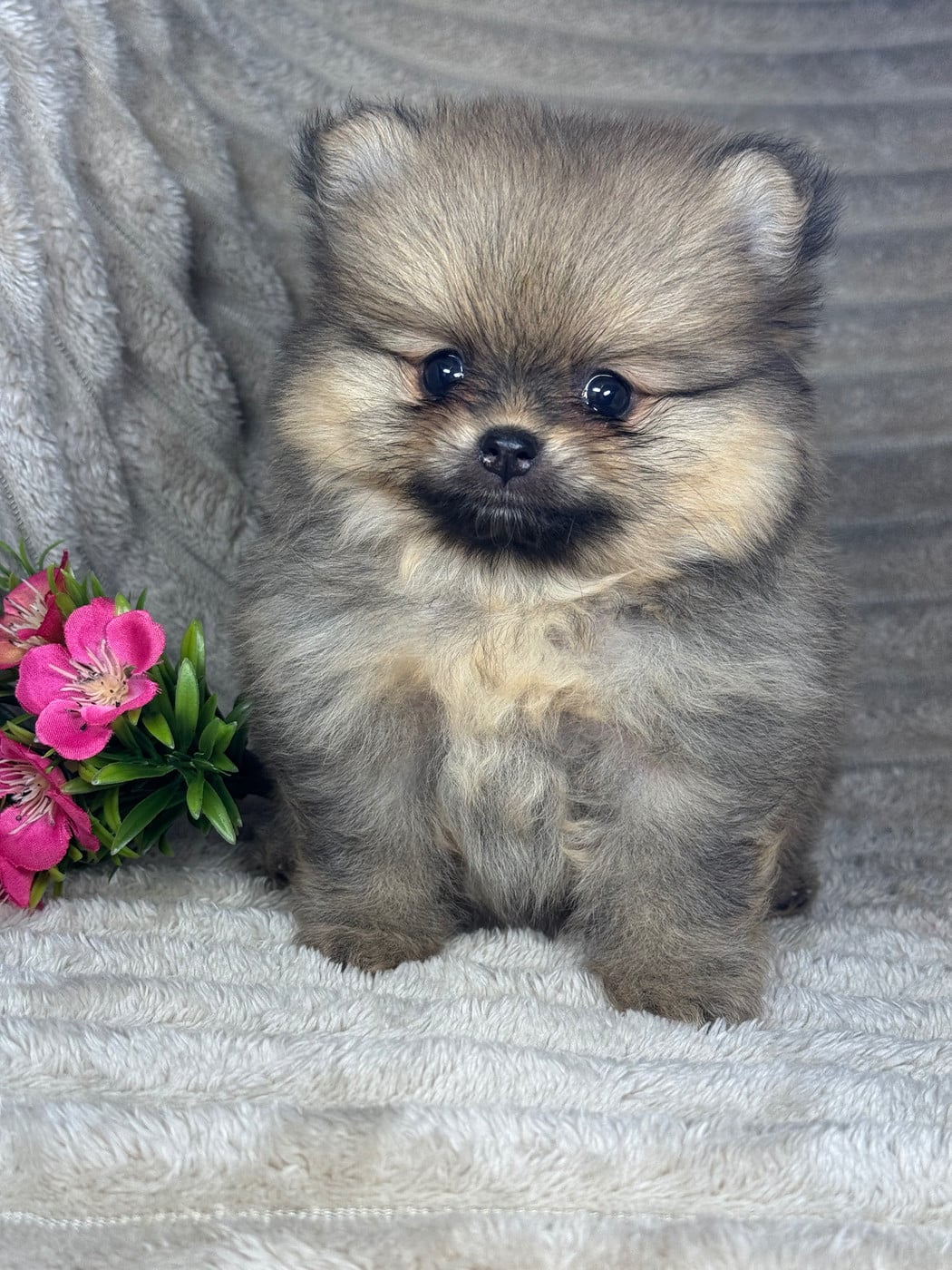 Chiot Spitz allemand